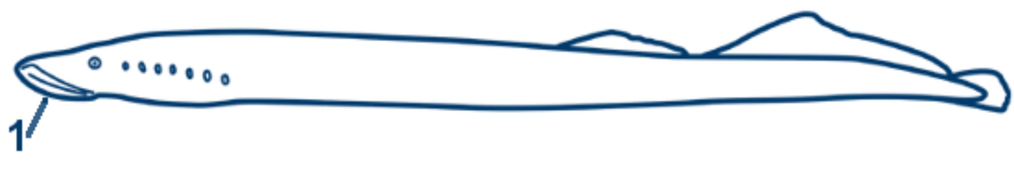 Meerneunauge schematische Zeichnung