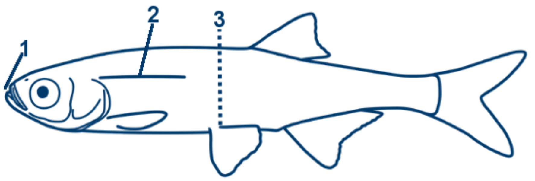 Moderlieschen schematische Zeichnung