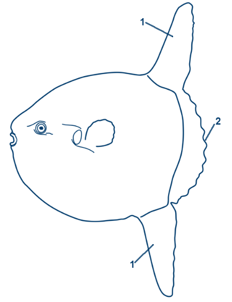 Mondfisch schematische Zeichnung