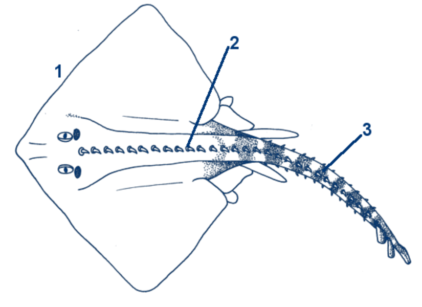 Nagelrochen schematische Zeichnung