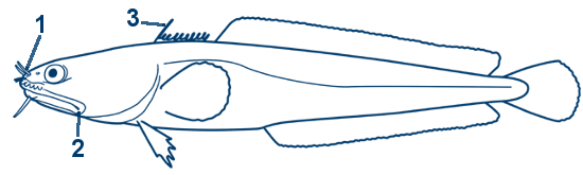 Nördliche Seequappe schematische Zeichnung