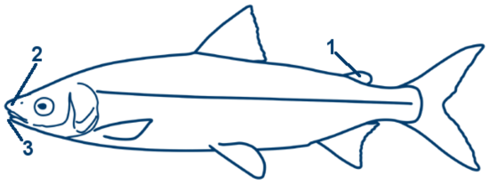 Ostseeschnäpel schematische Zeichnung