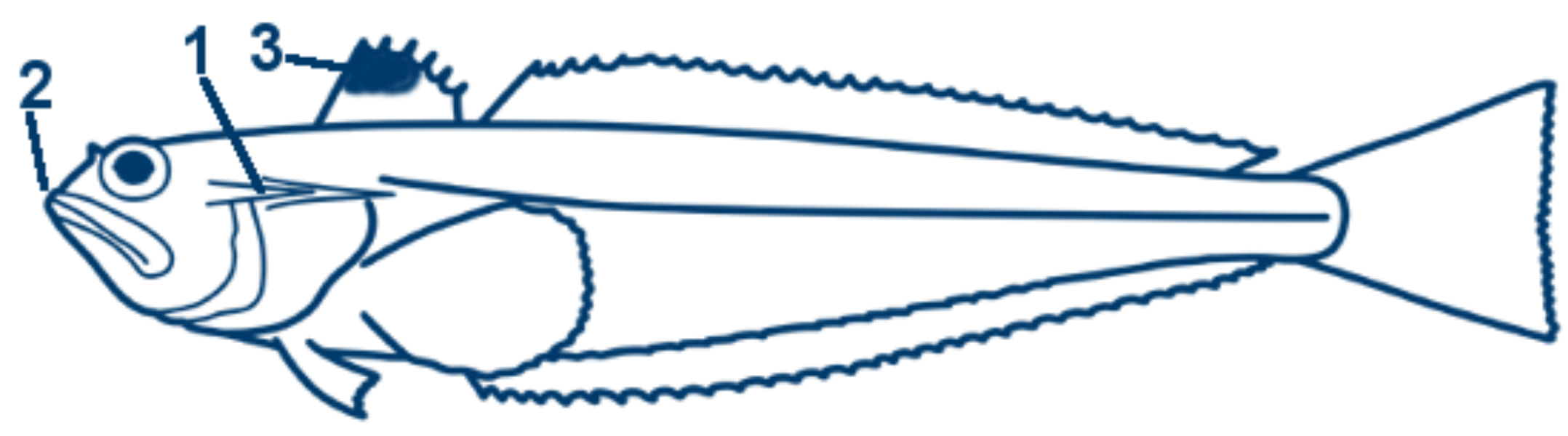 Petermännchen schematische Zeichnung