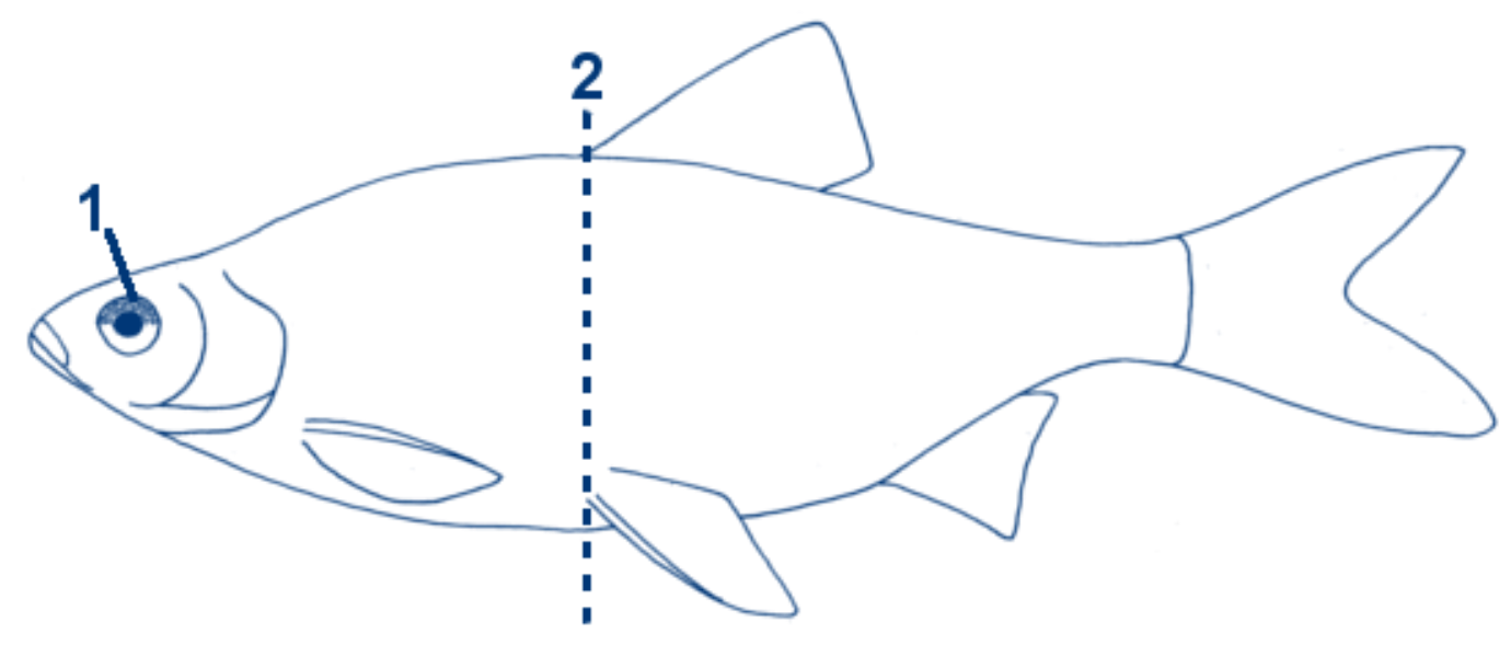 Plötze schematische Zeichnung