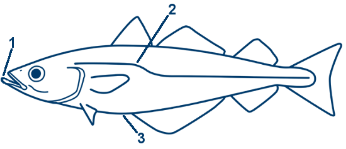 Pollack schematische Zeichnung