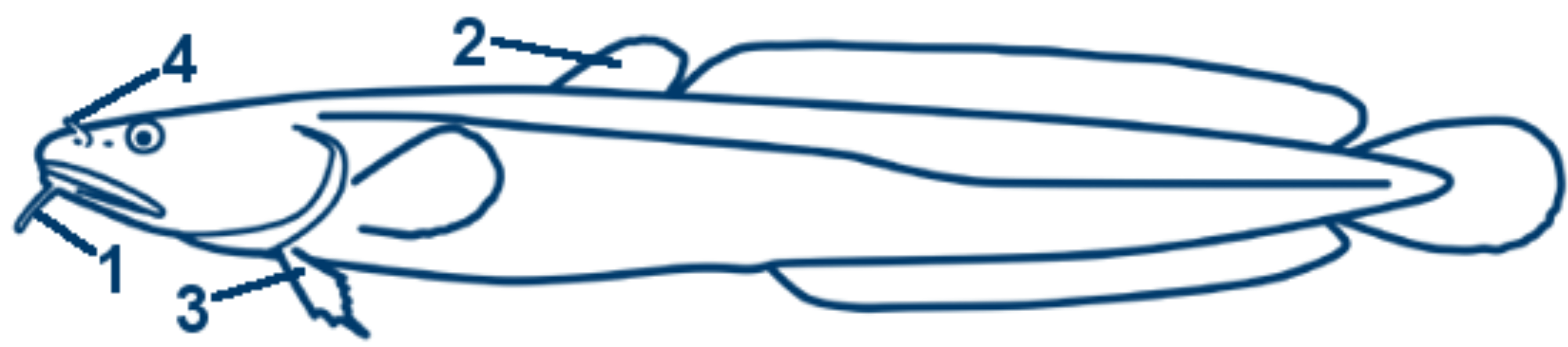 Quappe schematische Zeichnung