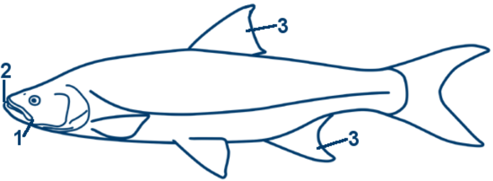 Rapfen schematische Zeichnung