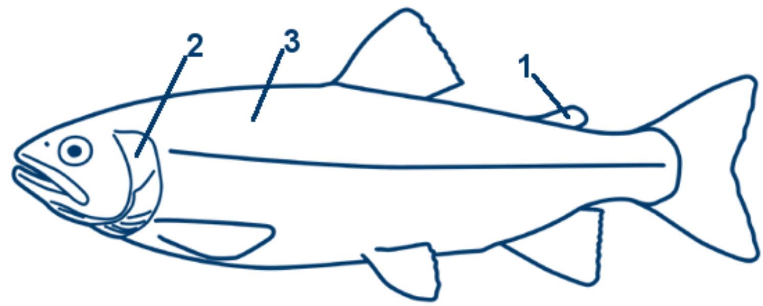 Regenbogenforelle schematische Zeichnung