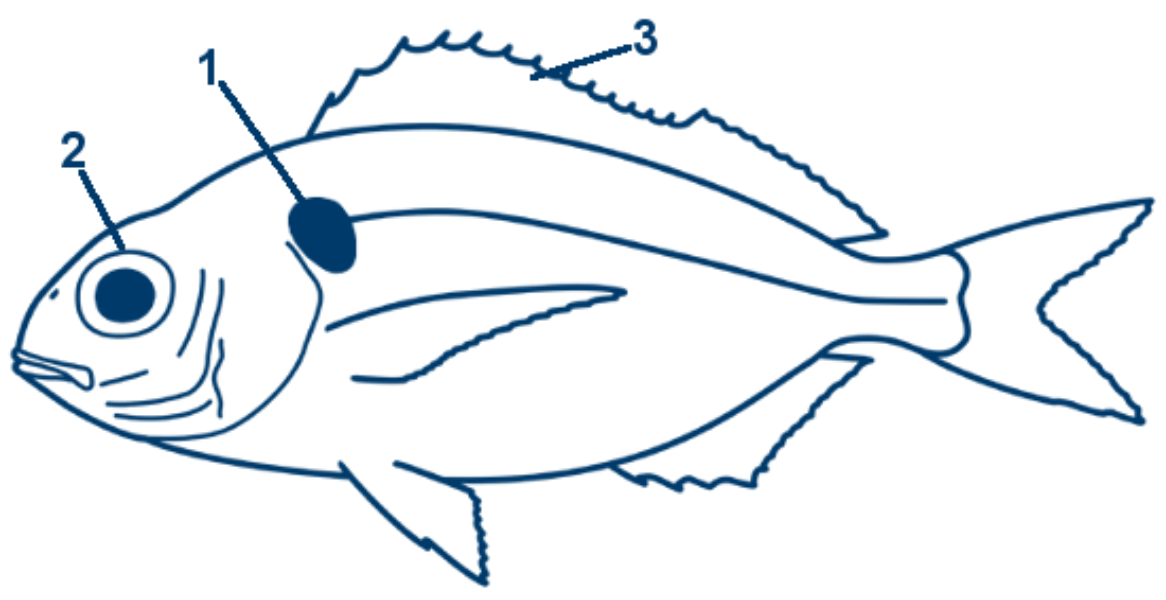 Rote Fleckbrassen schematische Zeichnung