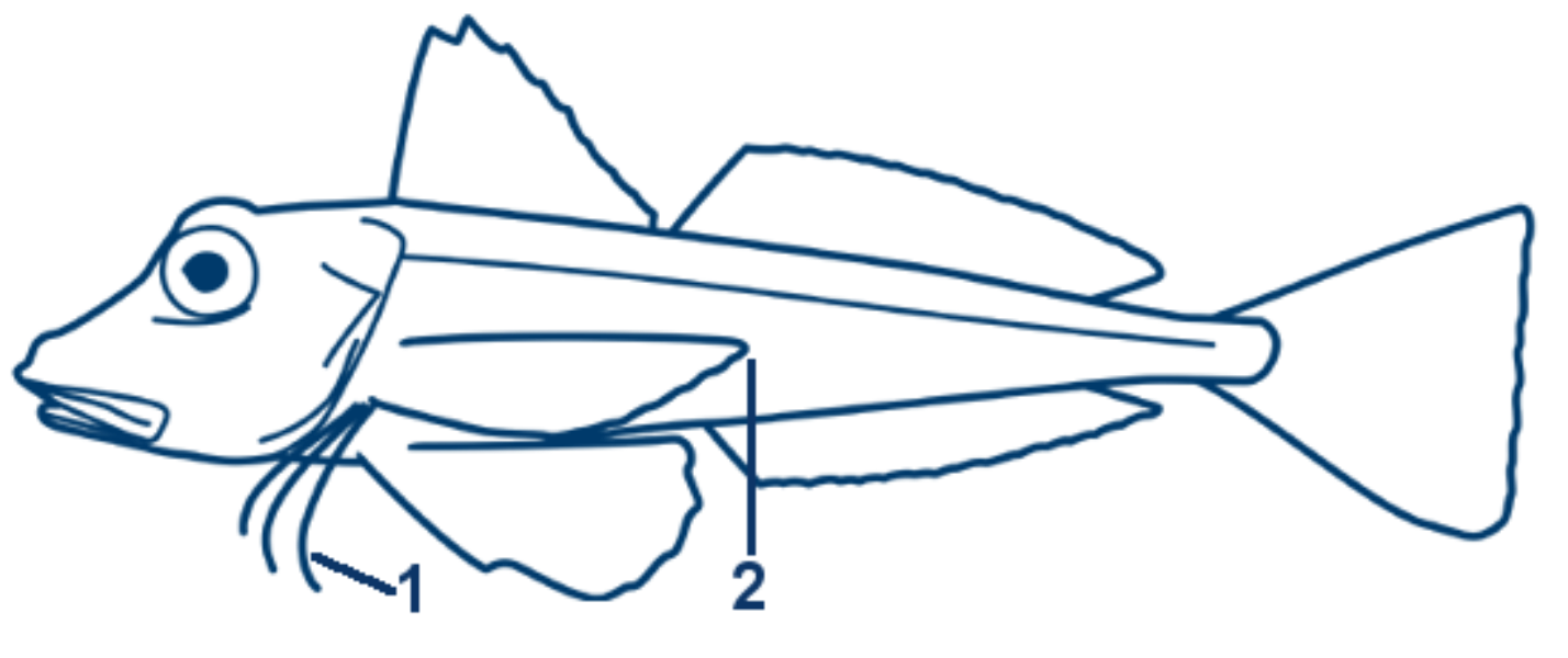 Roter Knurrhahn schematische Zeichnung