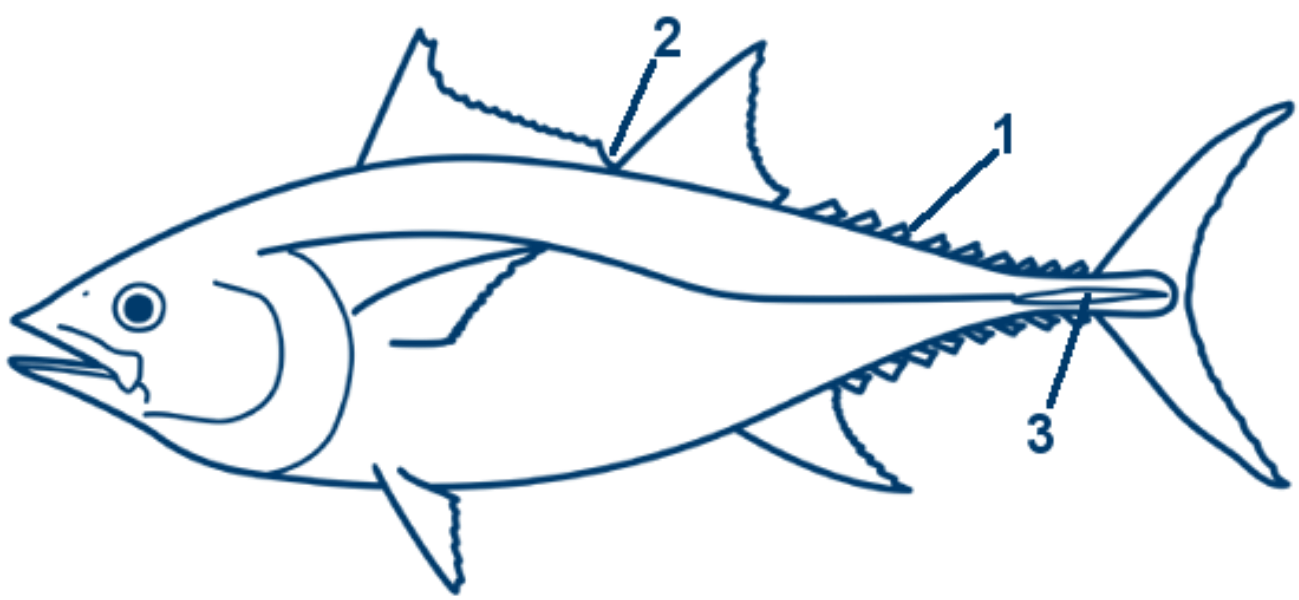 Roter Thunfisch schematische Zeichnung