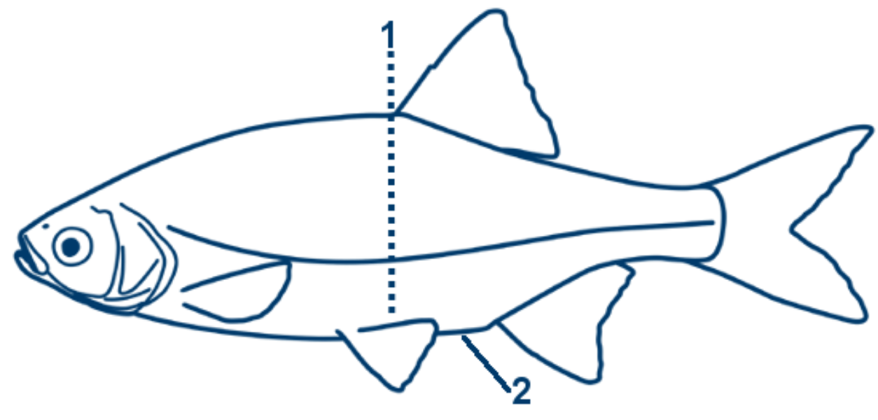 Rotfeder schematische Zeichnung