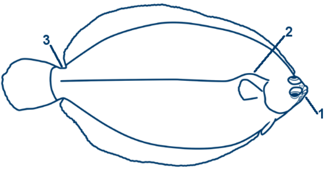 Rotzunge schematische Zeichnung