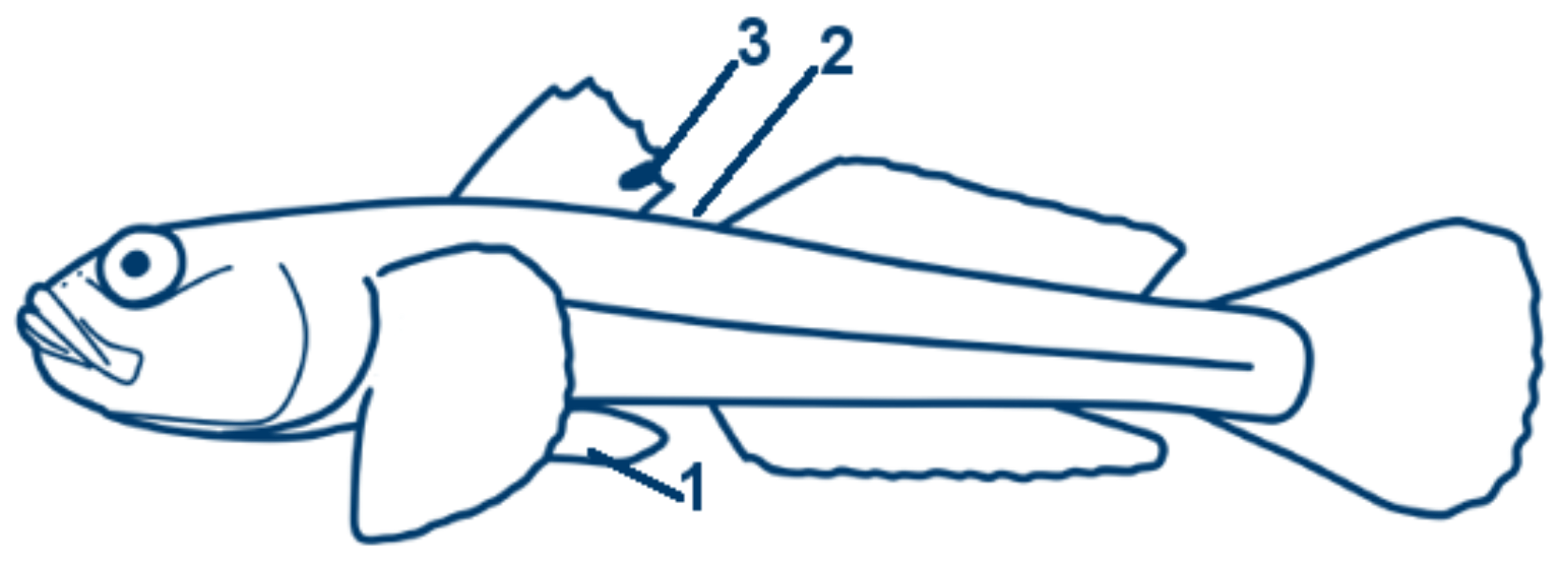 Sandgrundel schematische Zeichnung