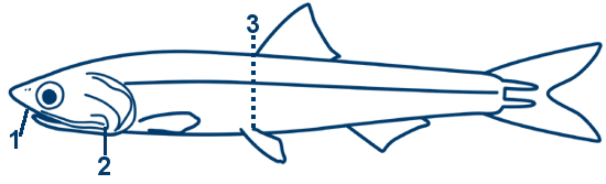 Sardelle schematische Zeichnung