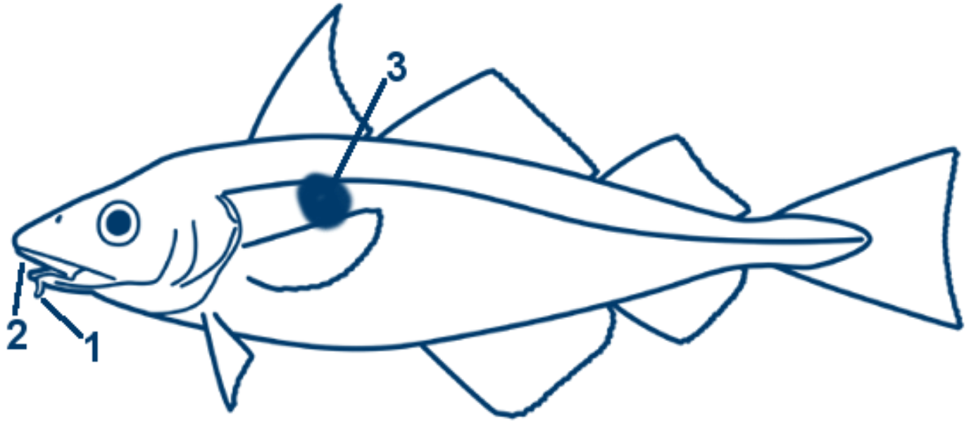 Schellfisch schematische Zeichnung