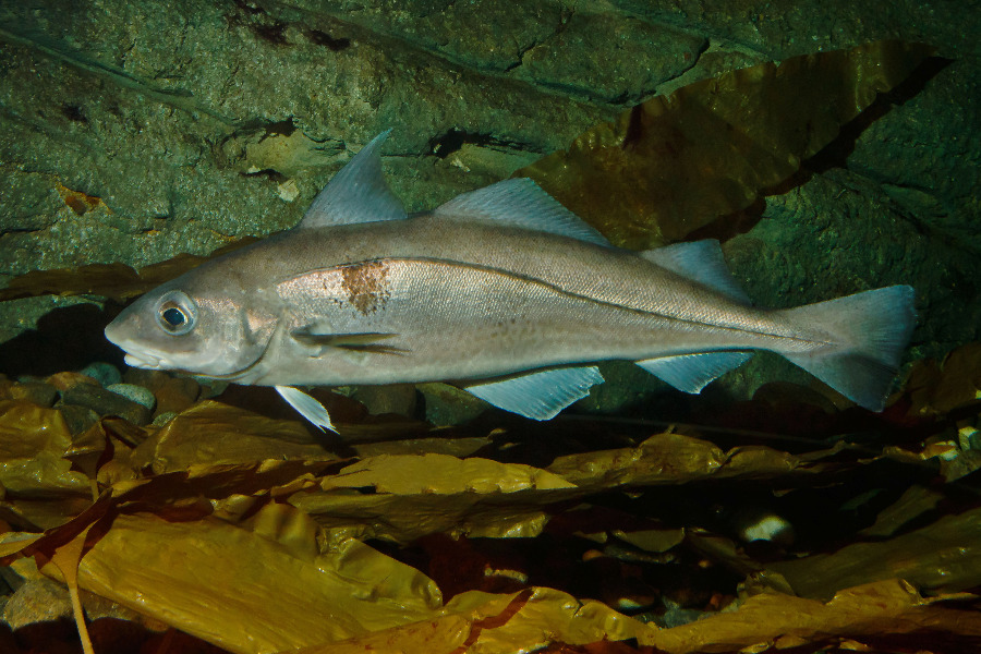 Schellfisch in Seitenansicht