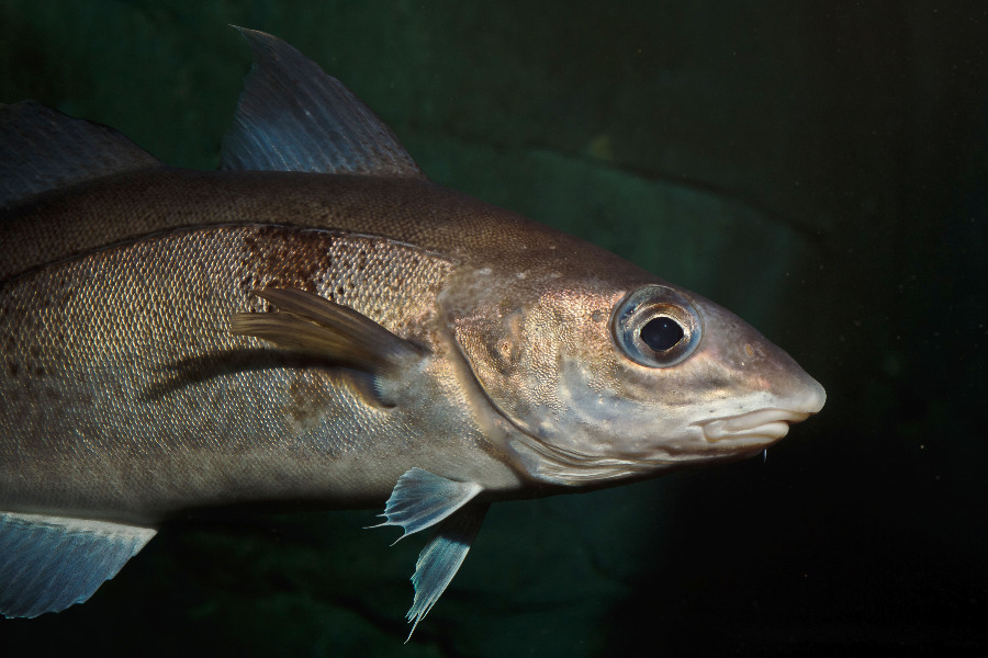 Schellfisch - Kopf und Rumpf in Seitenansicht