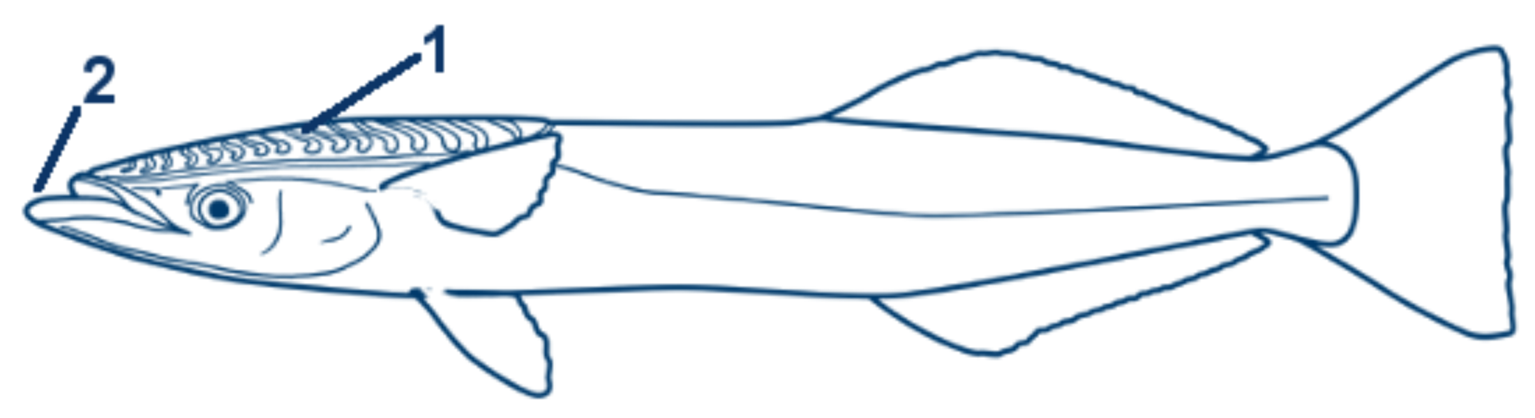 Schiffshalter schematische Zeichnung