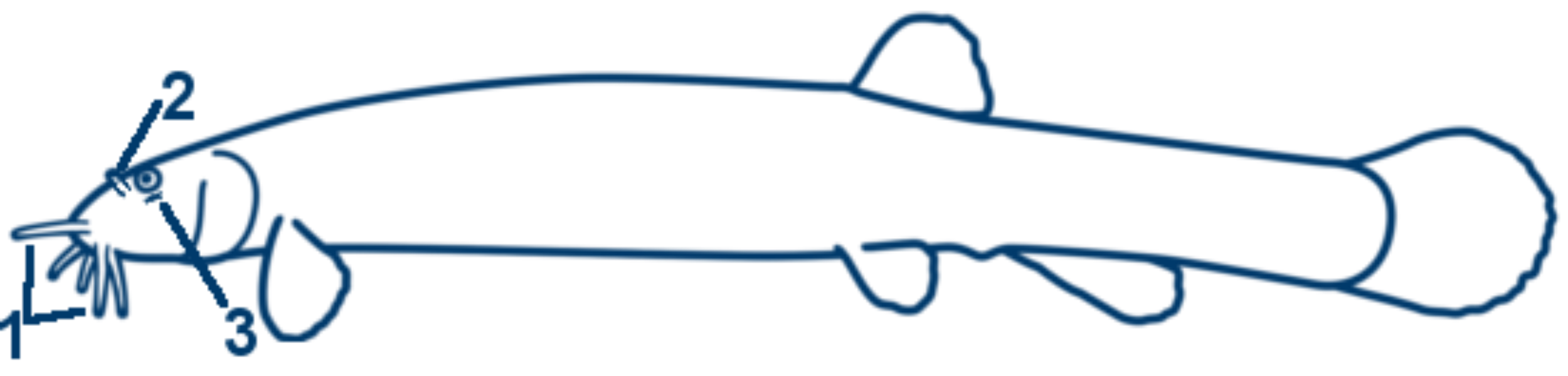 Schlammpeitzger schematische Zeichnung