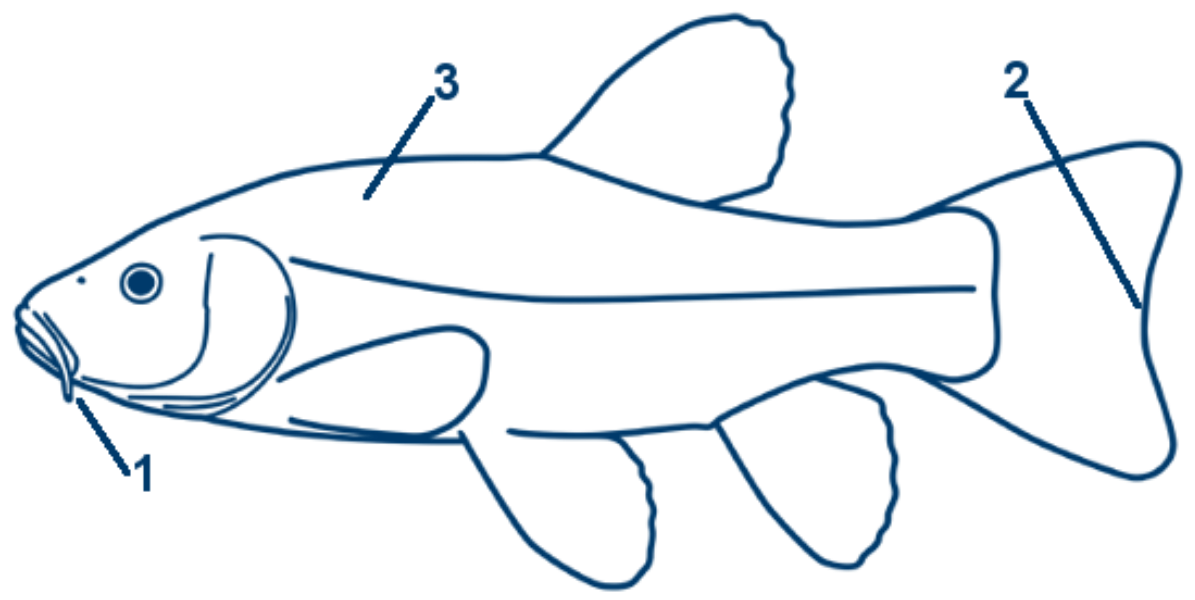 Schleie schematische Zeichnung