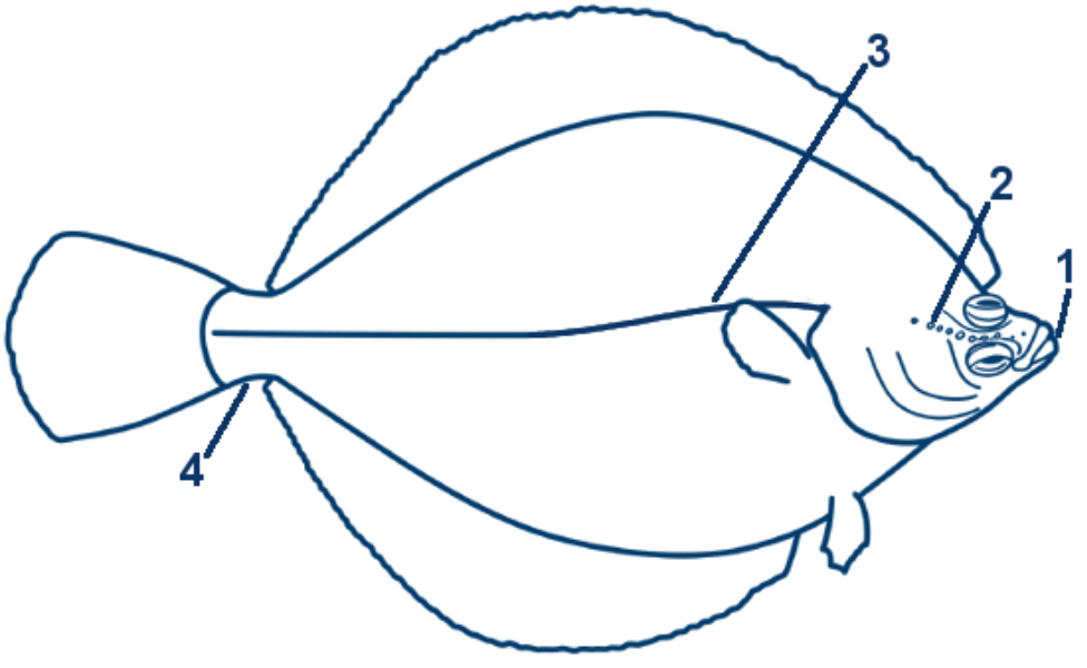 Scholle schematische Zeichnung