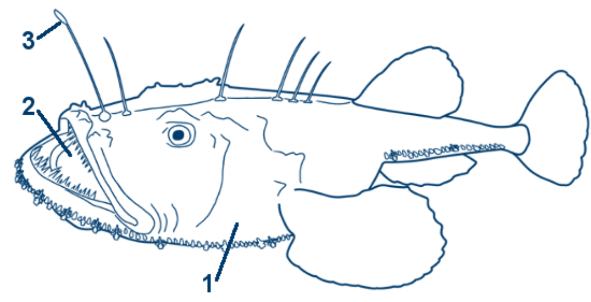 Gründling schematische Zeichnung