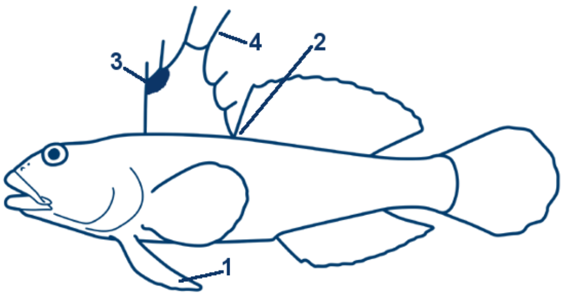 Schwarzgrundel schematische Zeichnung