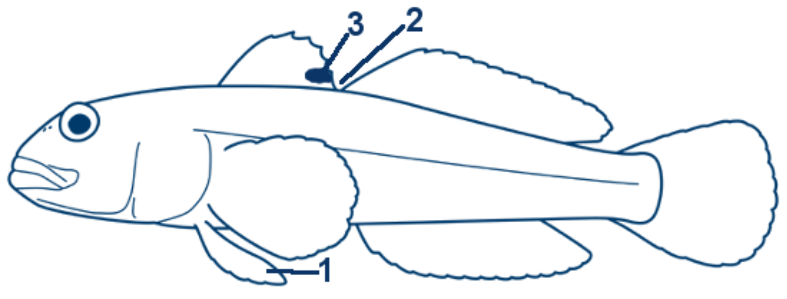 Schwarzmaulgrundel schematische Zeichnung