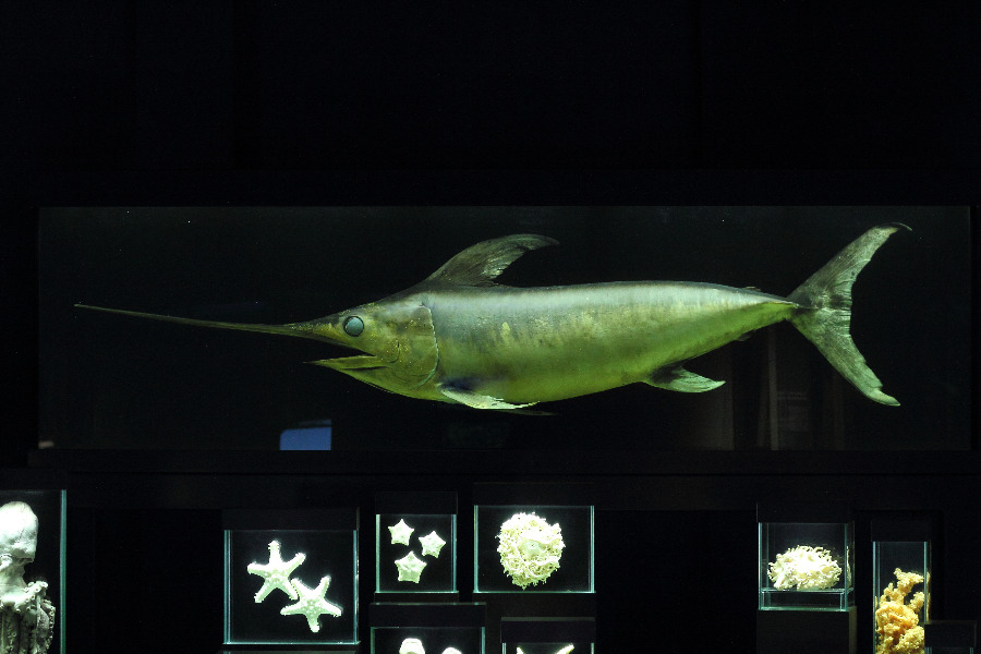 Präparierter Schwertfisch in Seitenansicht