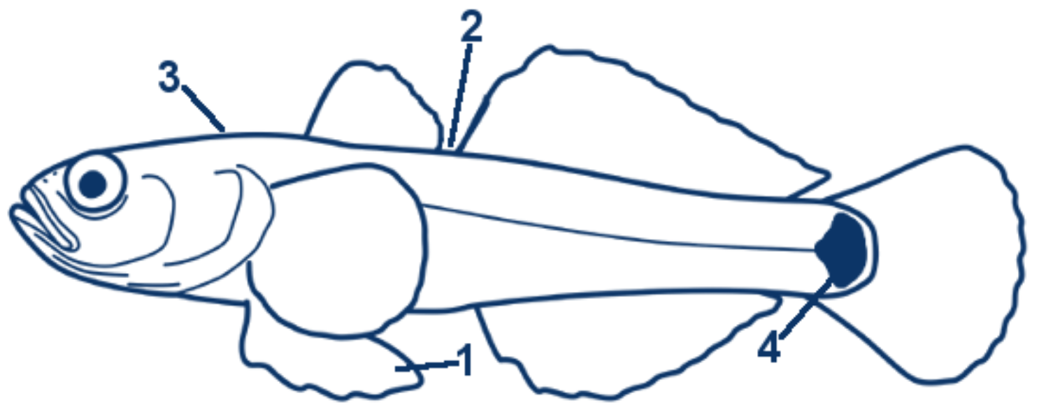 Schwimmgrundel schematische Zeichnung