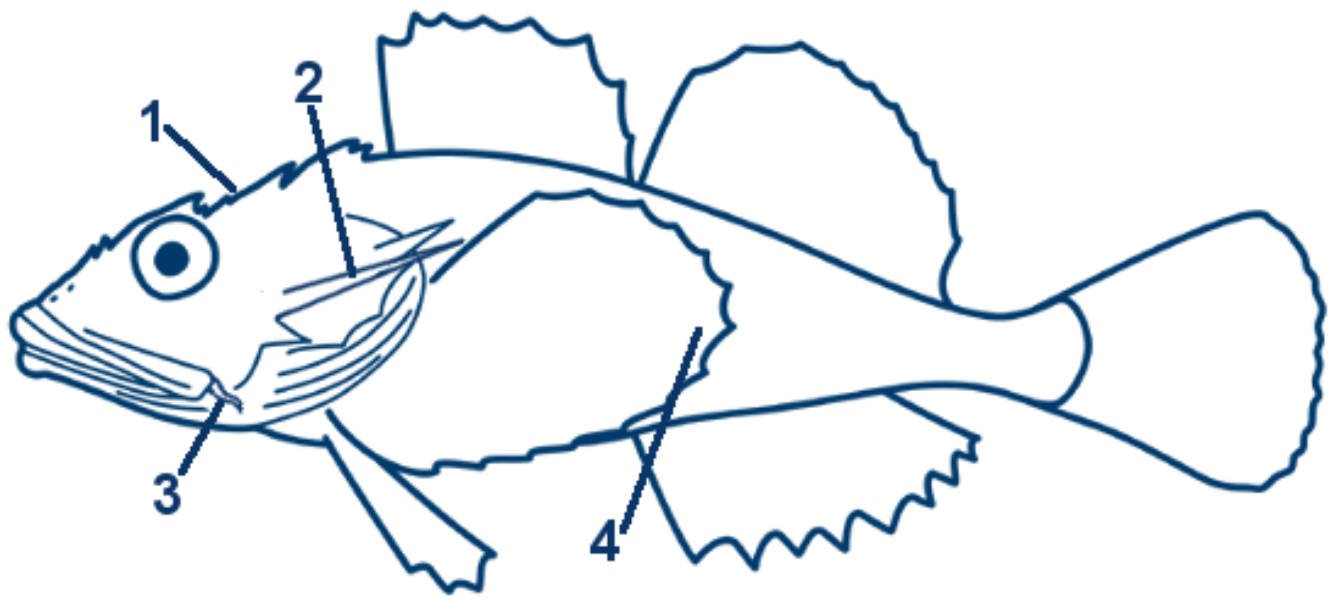 Seebull schematische Zeichnung