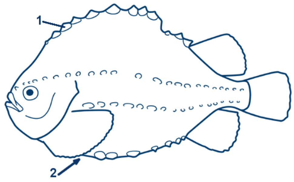 Dorsch schematische Zeichnung