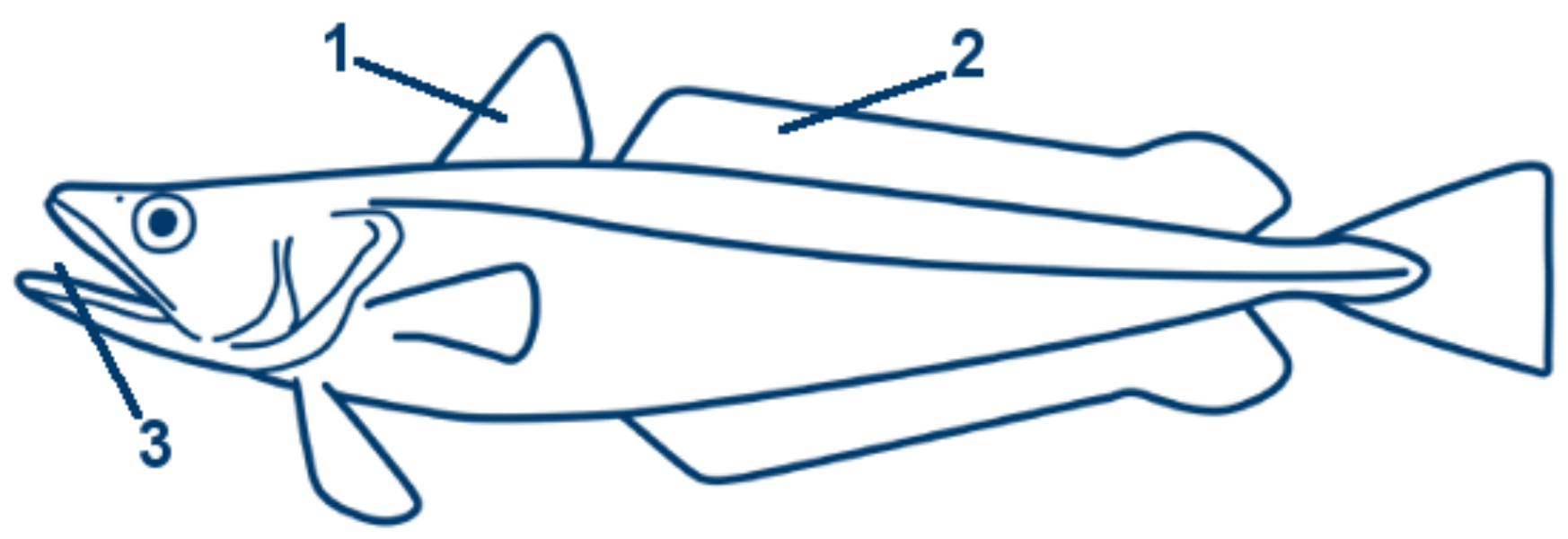 Seehecht schematische Zeichnung