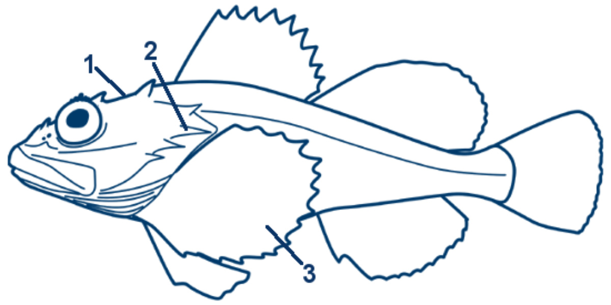 Seeskorpion schematische Zeichnung