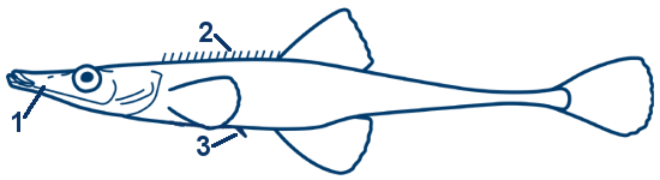 Seestichling schematische Zeichnung