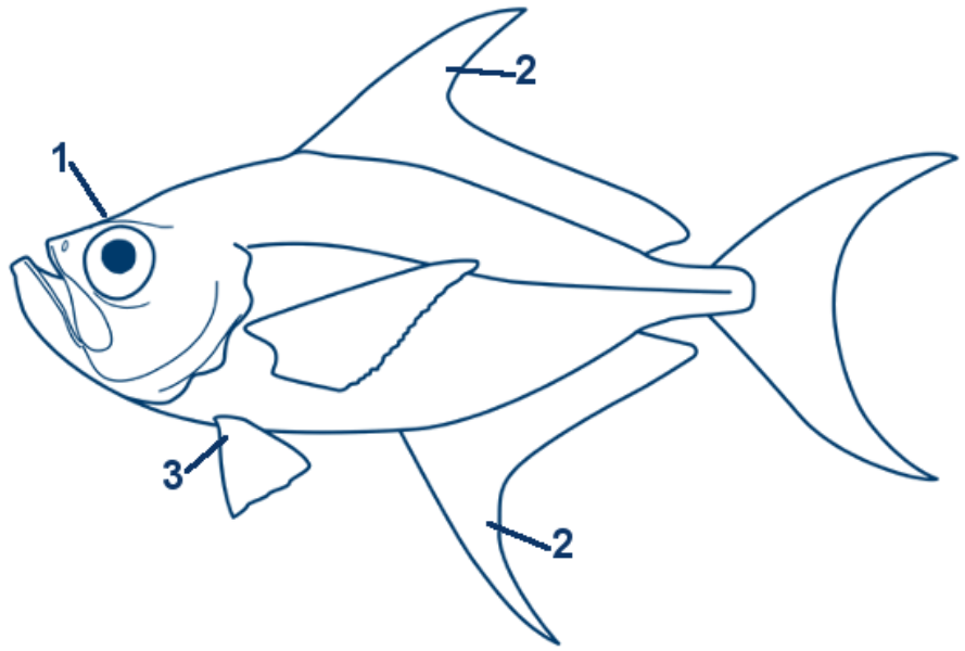 Segelflossen-Brachsenmakrele schematische Zeichnung