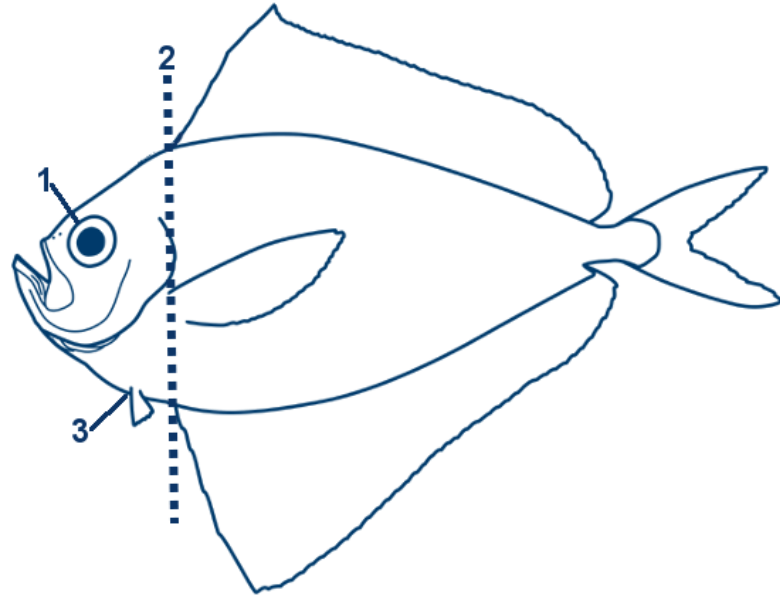 Silberbrassen schematische Zeichnung