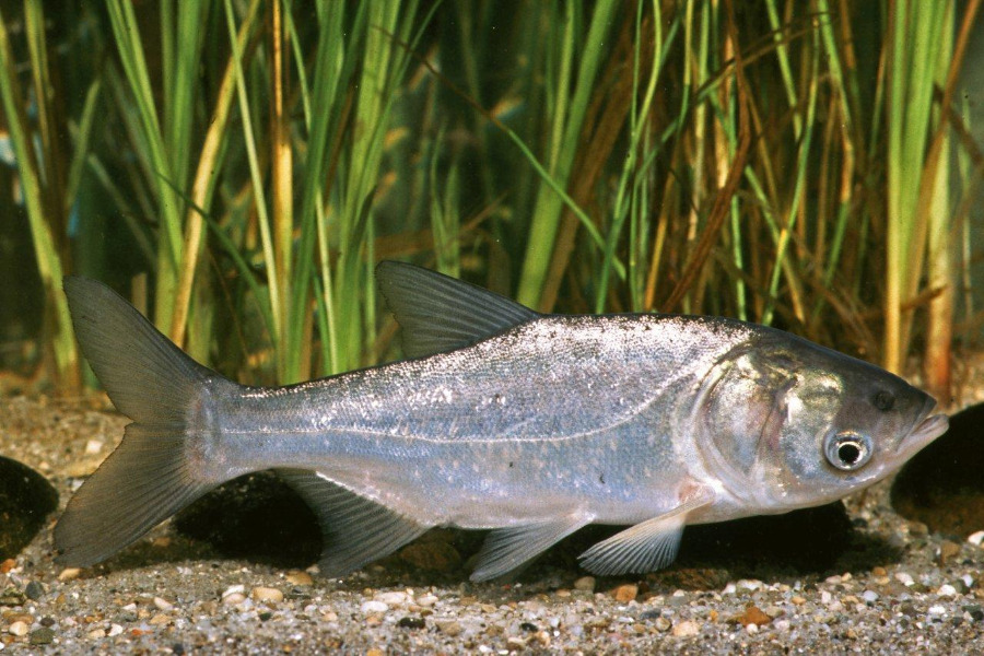 Silberkarpfen in Seitenansicht