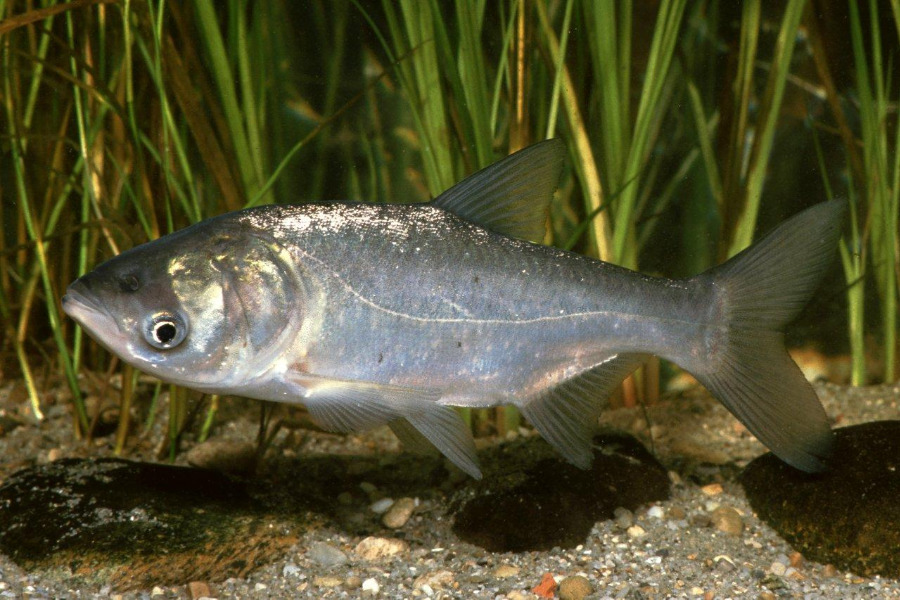 Silberkarpfen in Seitenansicht