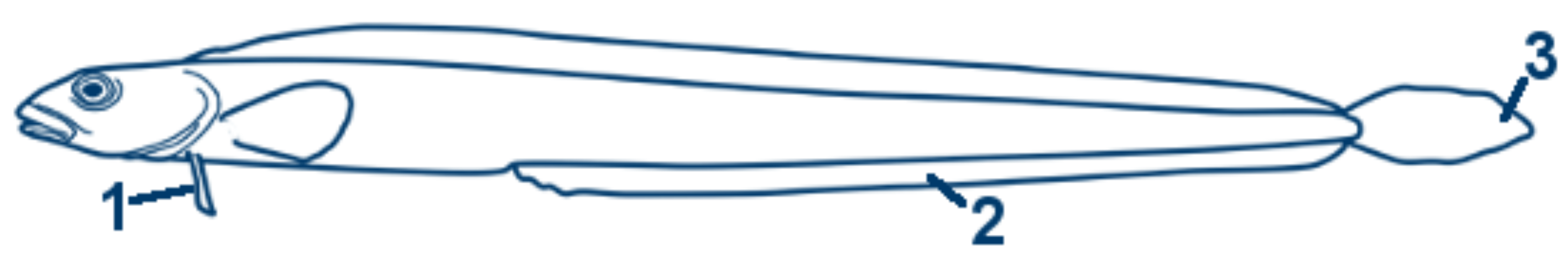 Spitzschwanz-Schlangenstachelrücken schematische Zeichnung