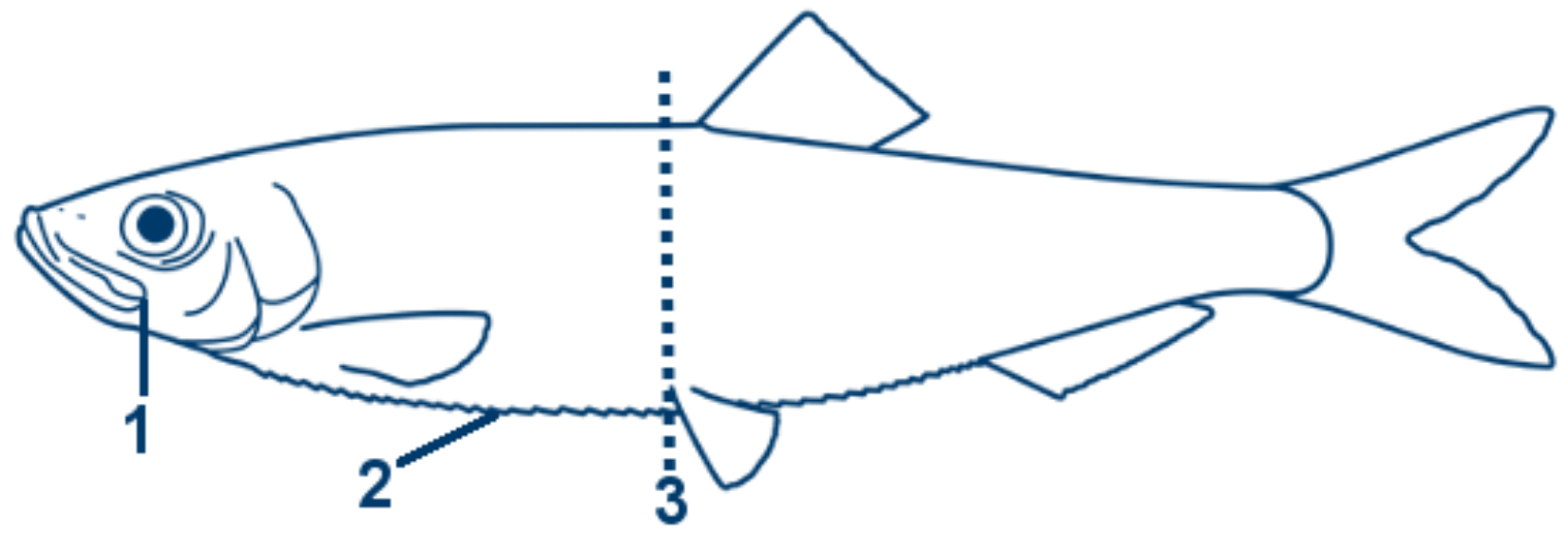 Sprotte schematische Zeichnung