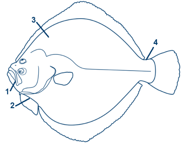 Steinbutt schematische Zeichnung