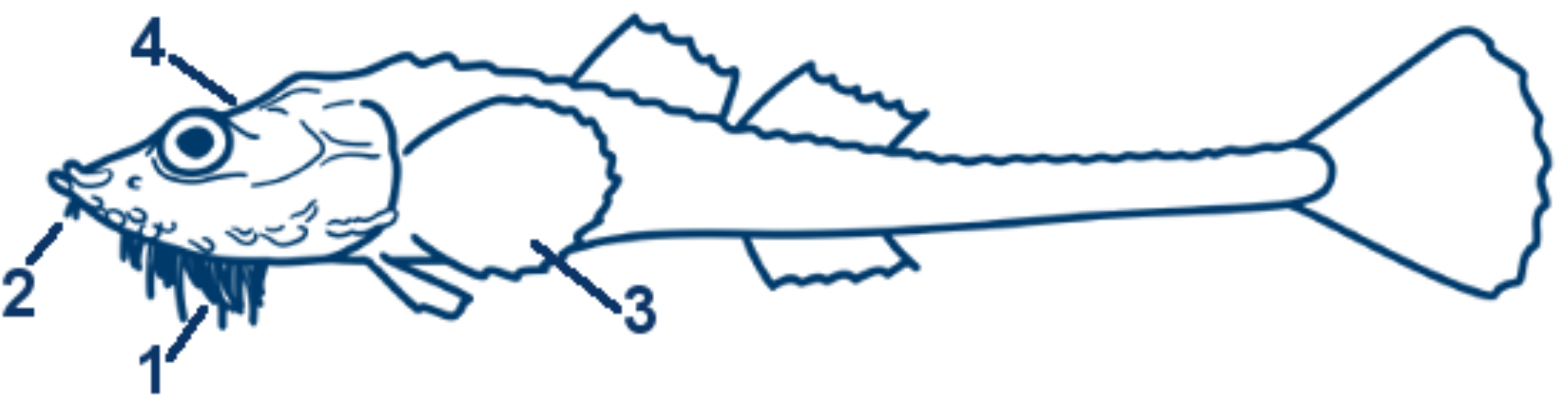 Steinpicker schematische Zeichnung