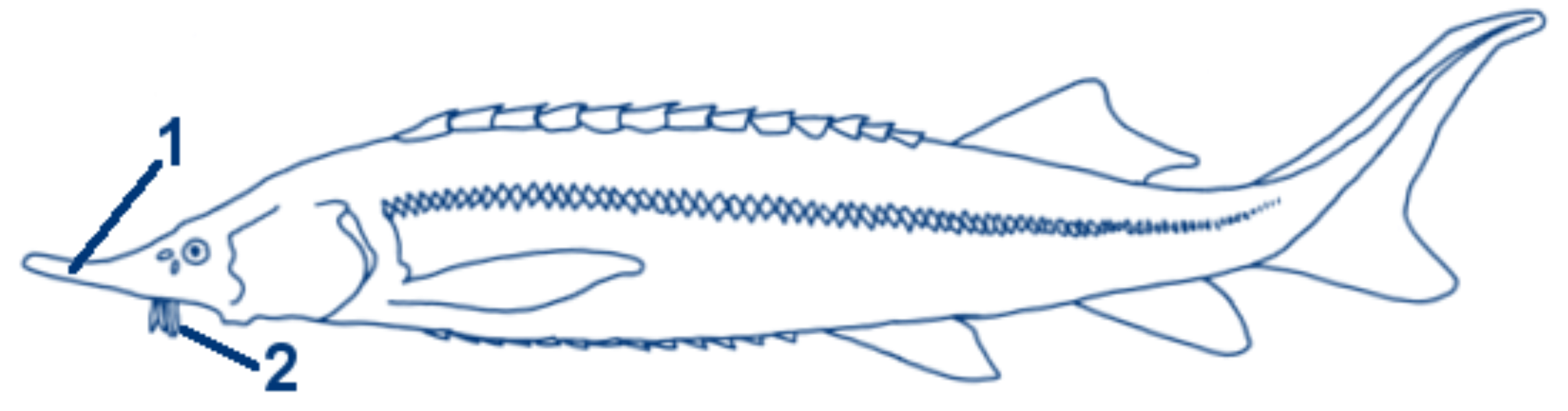 Sterlet schematische Zeichnung