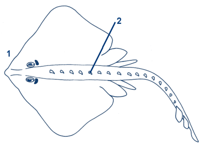 Sternrochen schematische Zeichnung