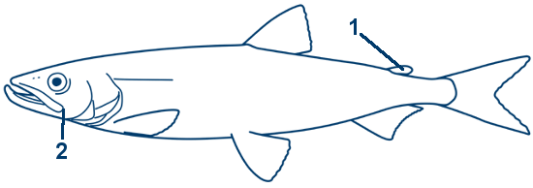 Stint schematische Zeichnung