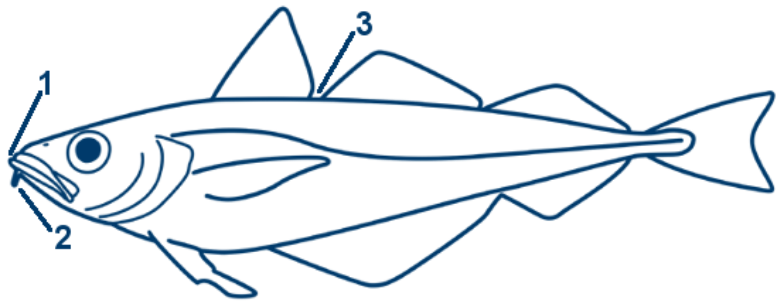 Stintdorsch schematische Zeichnung