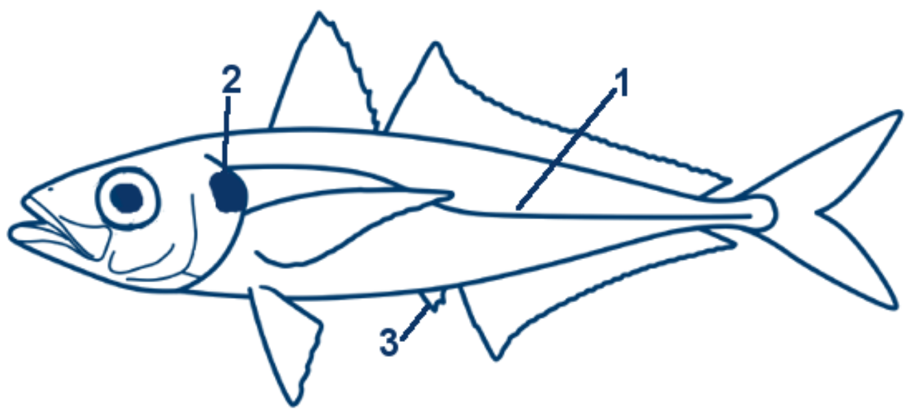 Stöcker schematische Zeichnung