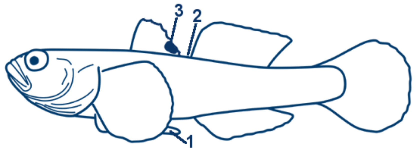 Strandgrundel schematische Zeichnung